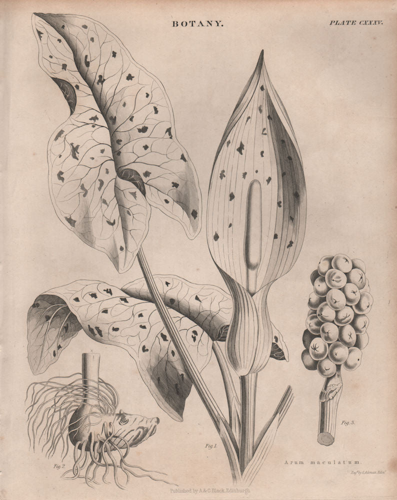 Arum maculatum (snakeshead, adder's root, wild arum lily, lords-and-ladies) 1860